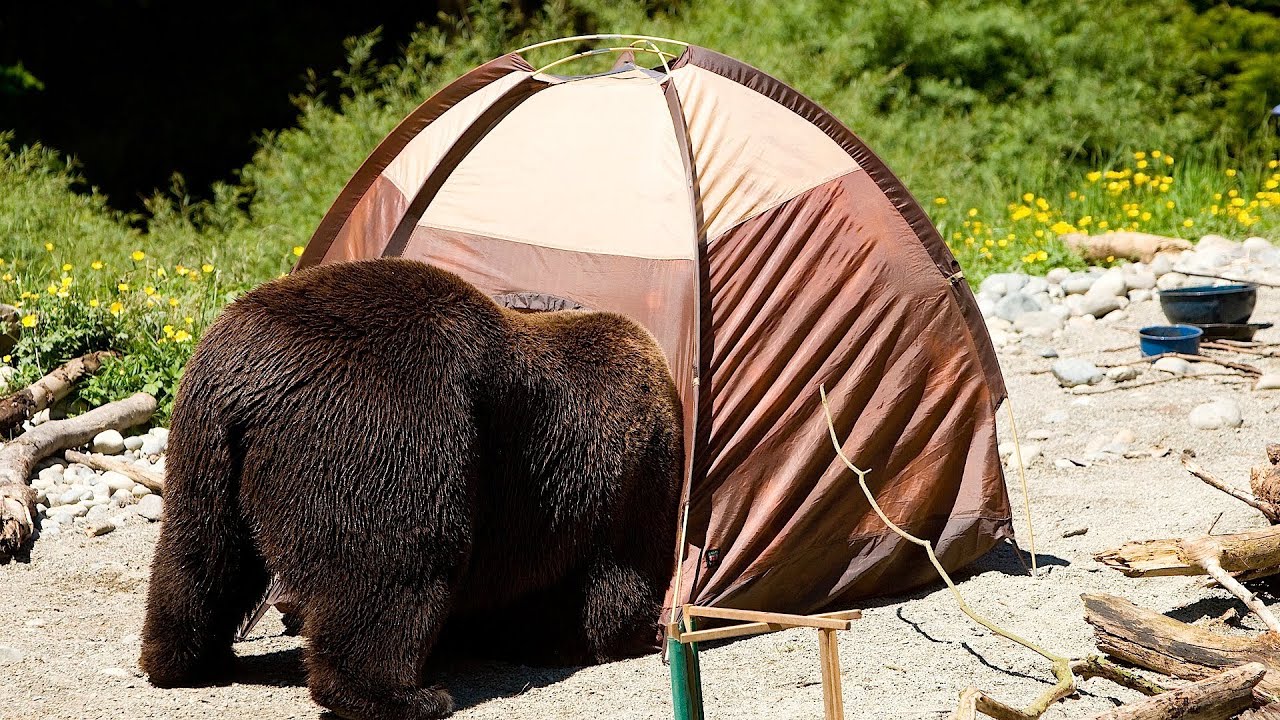 bear in a tent