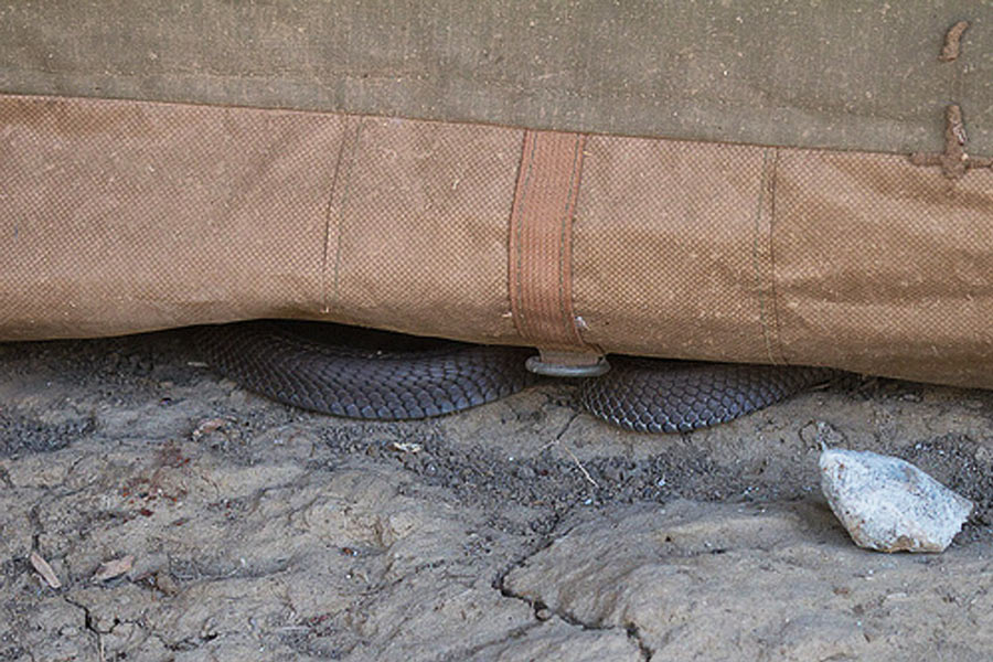 snake in tent